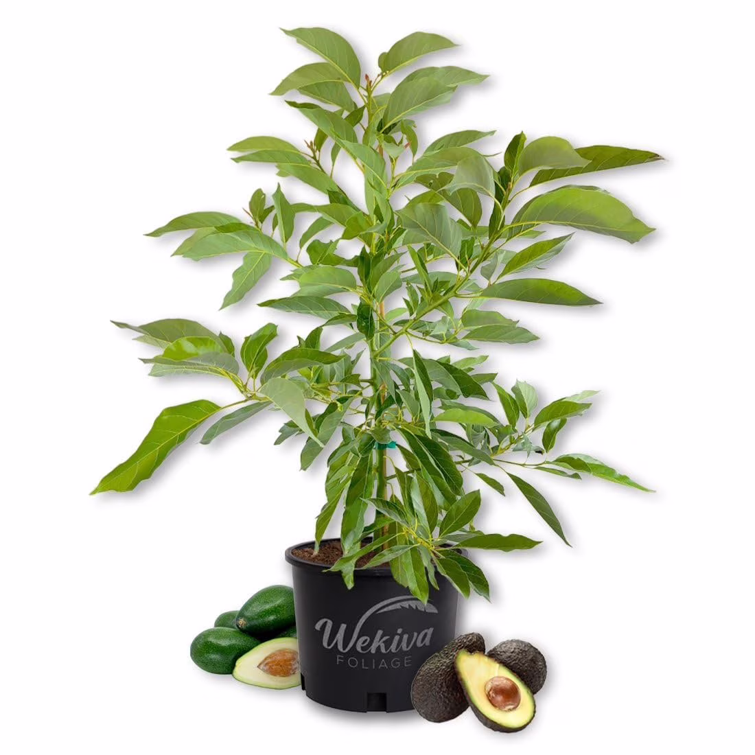 Brogdon Avocado Tree Grafted Live Plant in a 3 Gallon Growers Pot Persea Americana Beautiful Edible Fruit Bearing Tree for Patio and Garden(Brogdon) - Image 8