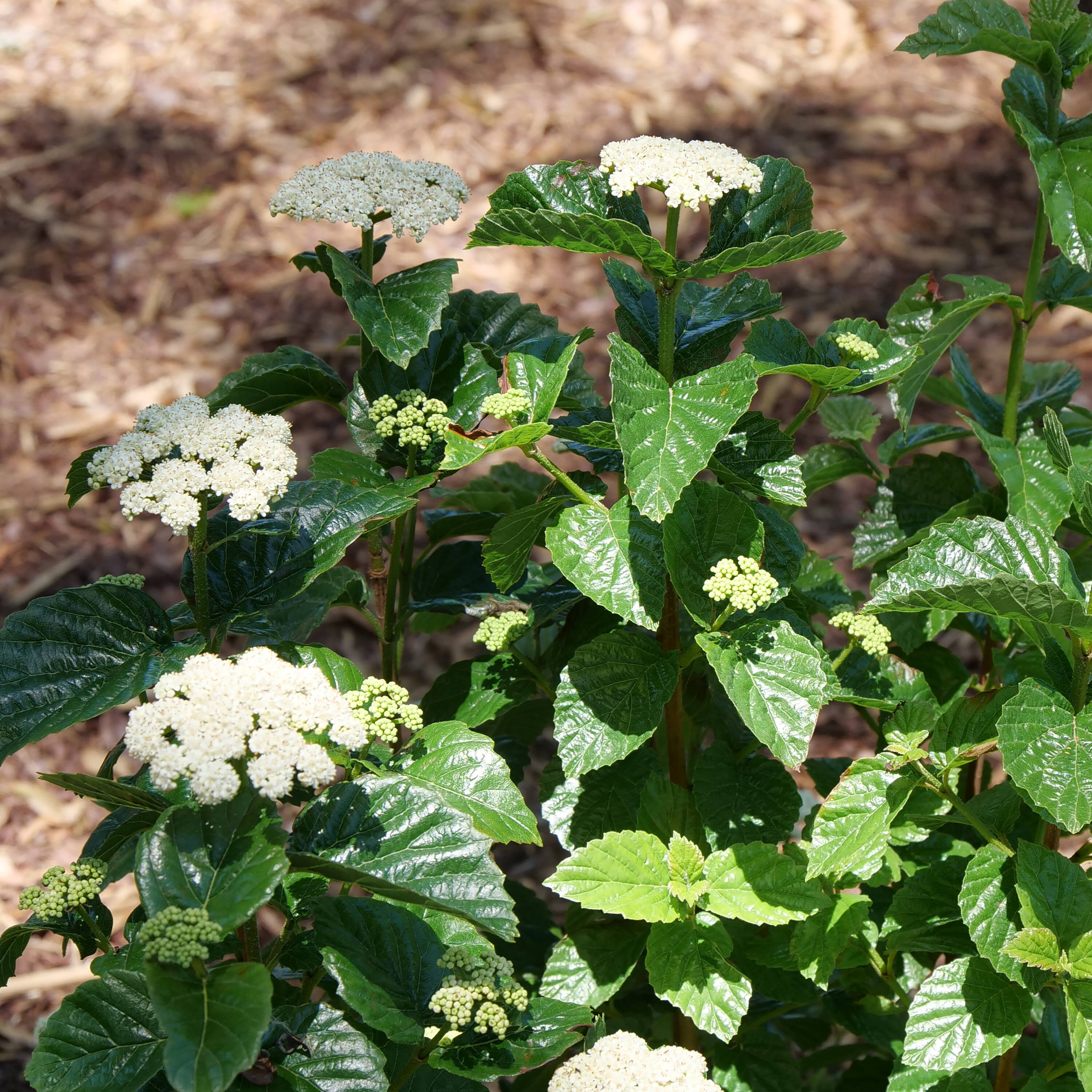 Proven Winners White Glitters and Glows Arrowwood (Viburnum) Flowering Shrub in 1-Quart Pot | VIBPRC1107800