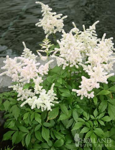 Bridal Veil False Spirea-Astilbe x arendsii-Beautiful perennial for shade gardens  2 Gallon (Pack of 2)