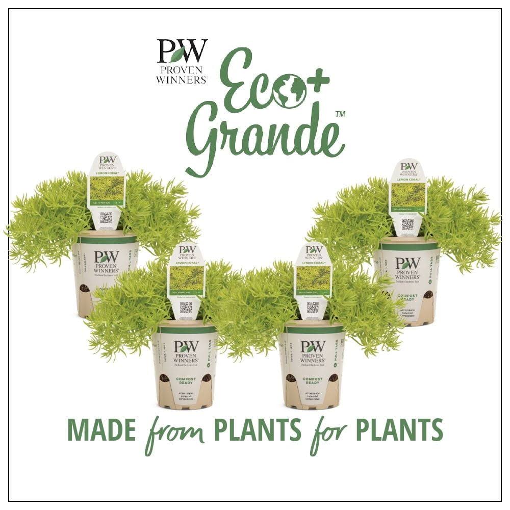 4.25 in. Eco+Grande Lemon Coral (Sedum) Live Plant, Green Foliage (4-Pack)