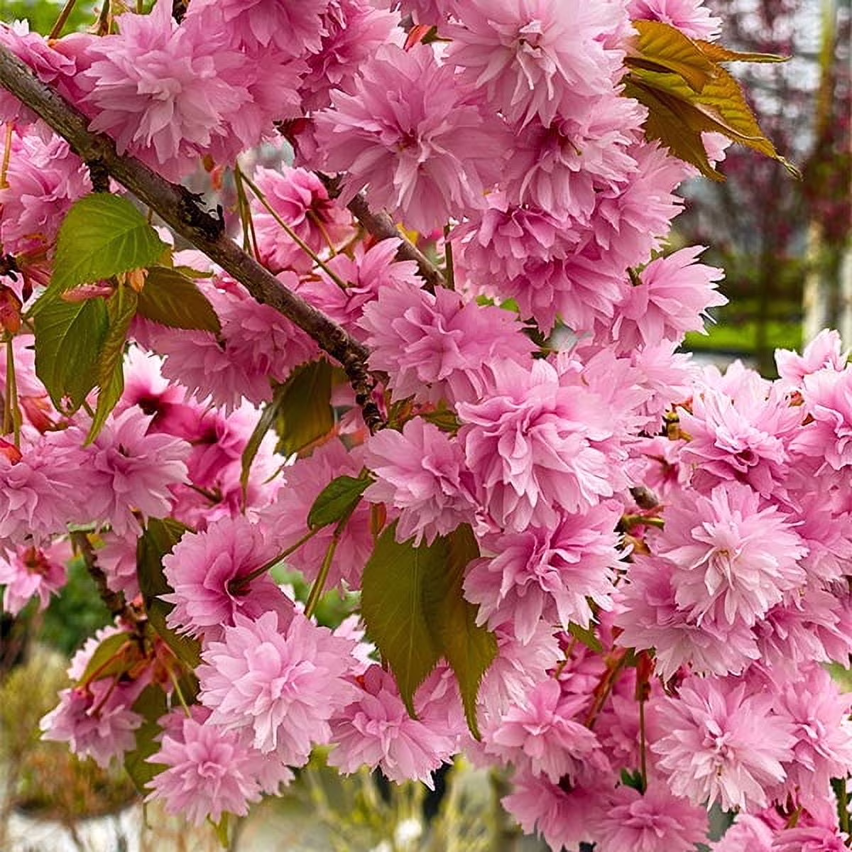Weeping Extraordinaire Cherry Tree, 4-5 ft. No Shipping to AZ, CA, CO, OR, WA(4-5 ft.)