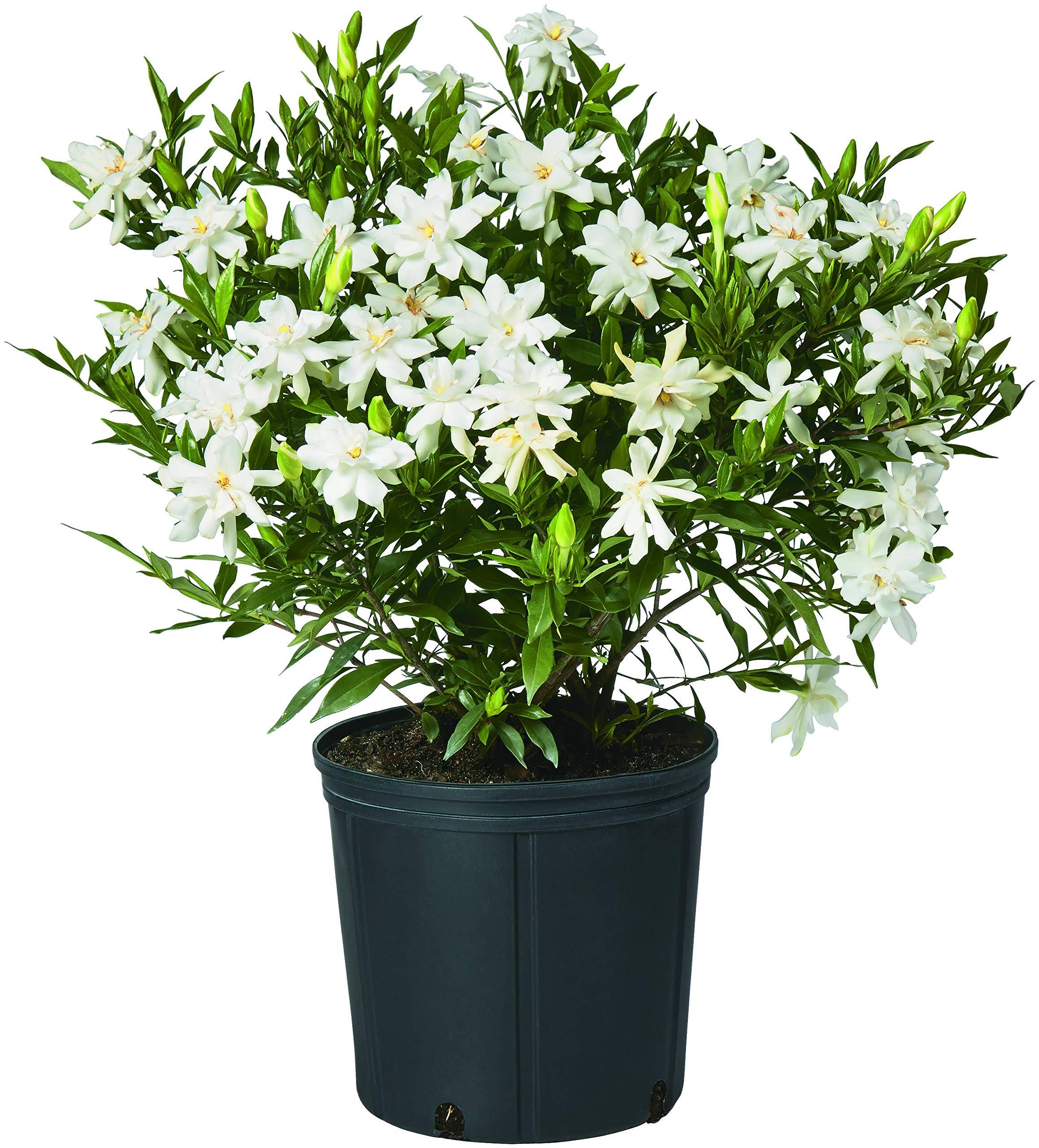 Gardenia Frostproof Live Shrub , 2.5 qt
