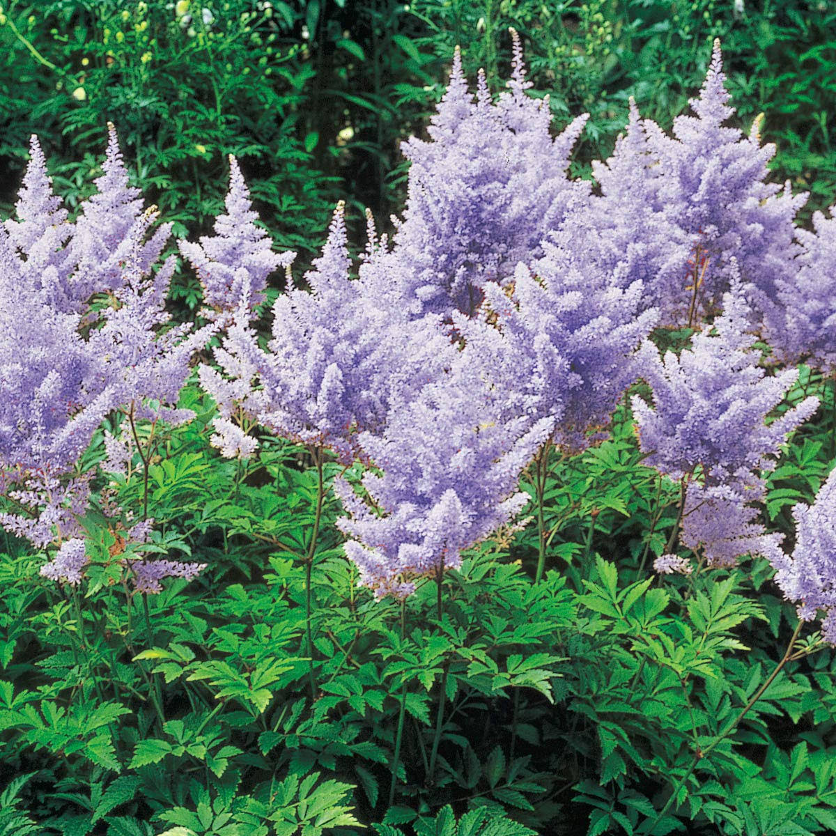 Amethyst Astilbe Dormant Bare Root Perennial Roots (10-Pack)