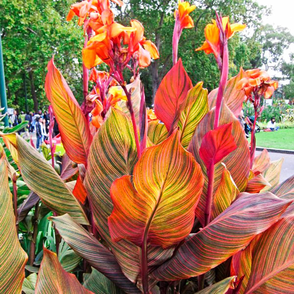 Breck's Orange Phasion Canna Lily Dormant Flowering Bare Root Bulbs Bagged 3-Pack | 90294