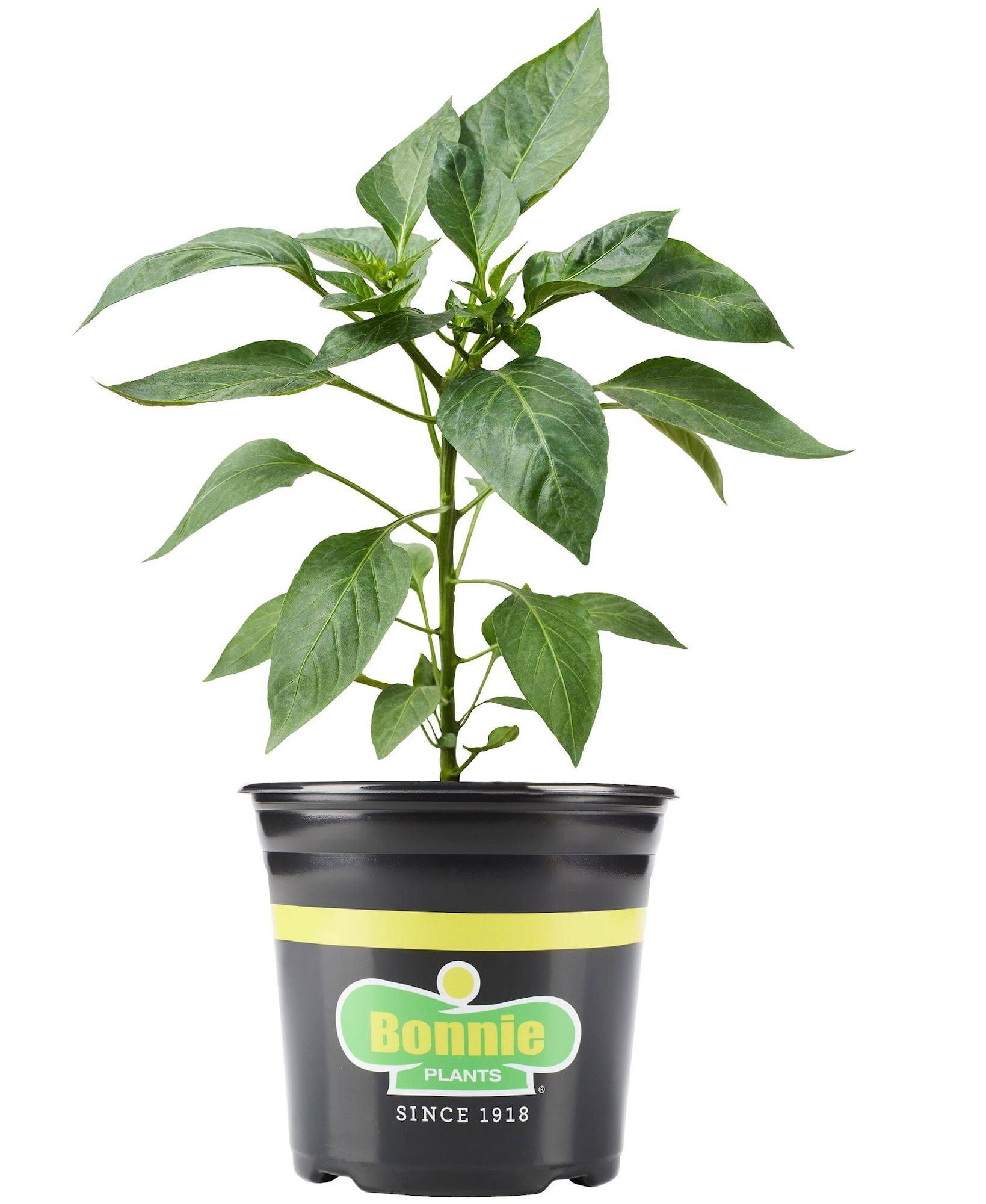 Bonnie Plants Carolina Reaper Pepper 2.32 qt.