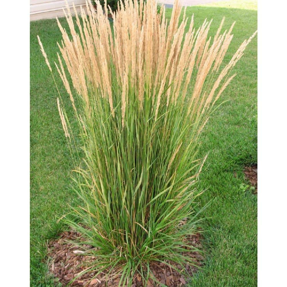 Online Orchards 1 gal. Avalanche Feather Reed Grass - Lovely Tall, Variegated Ornamental Grass Perfect for Borders and Accents