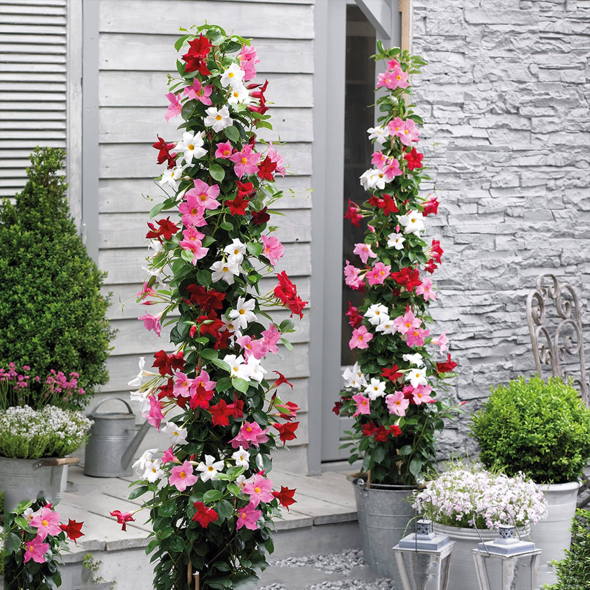 CHUXAY Garden Mix Mandevilla Sanderi-Brazilian Jasmine 100 Seeds Hardy Ornamental Plant Rapidly Growing Creeping Perennial Plants Great for Garden