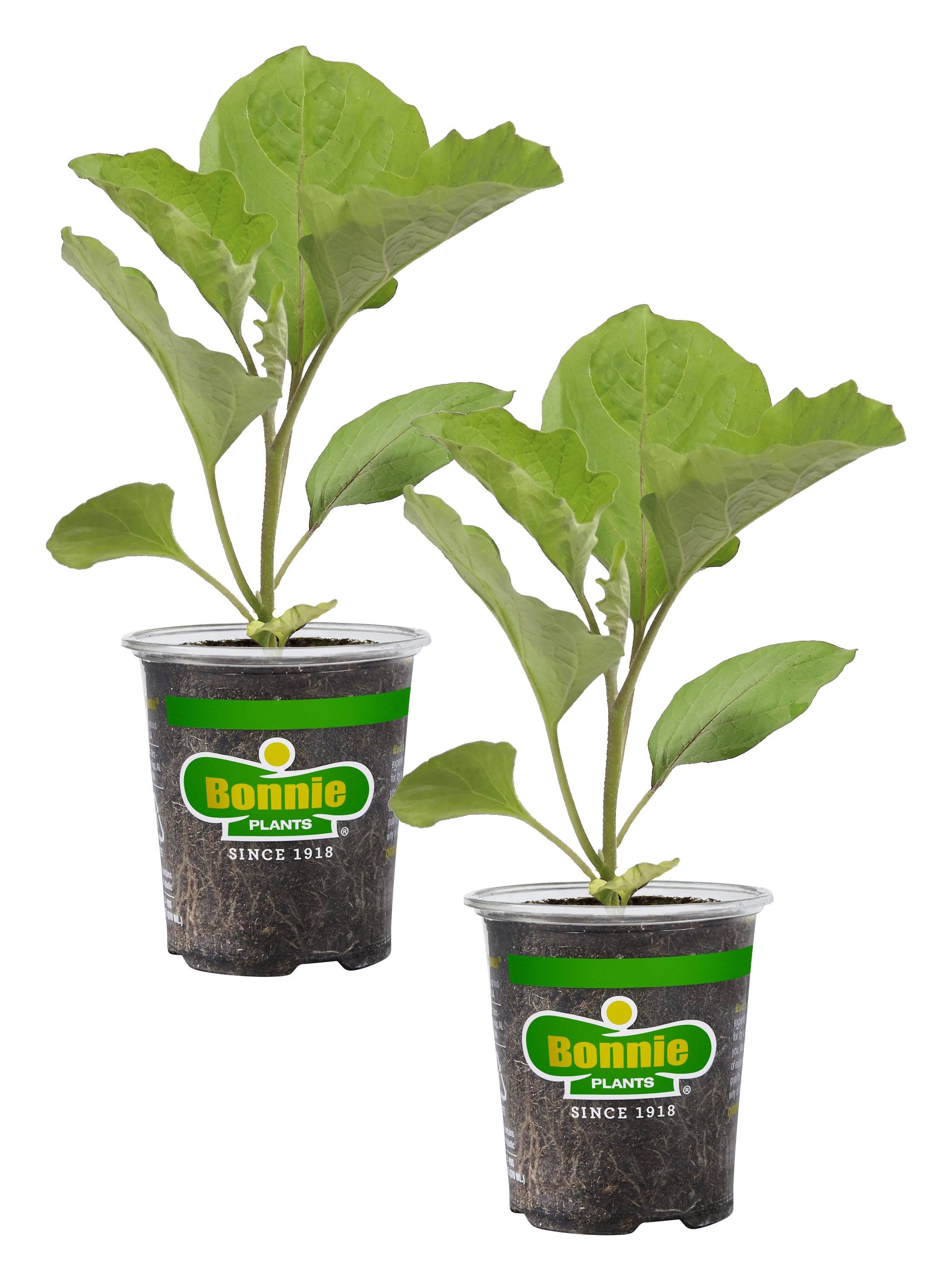 Bonnie Plants 19.3 oz. Ichiban Eggplant Plant 2-Pack