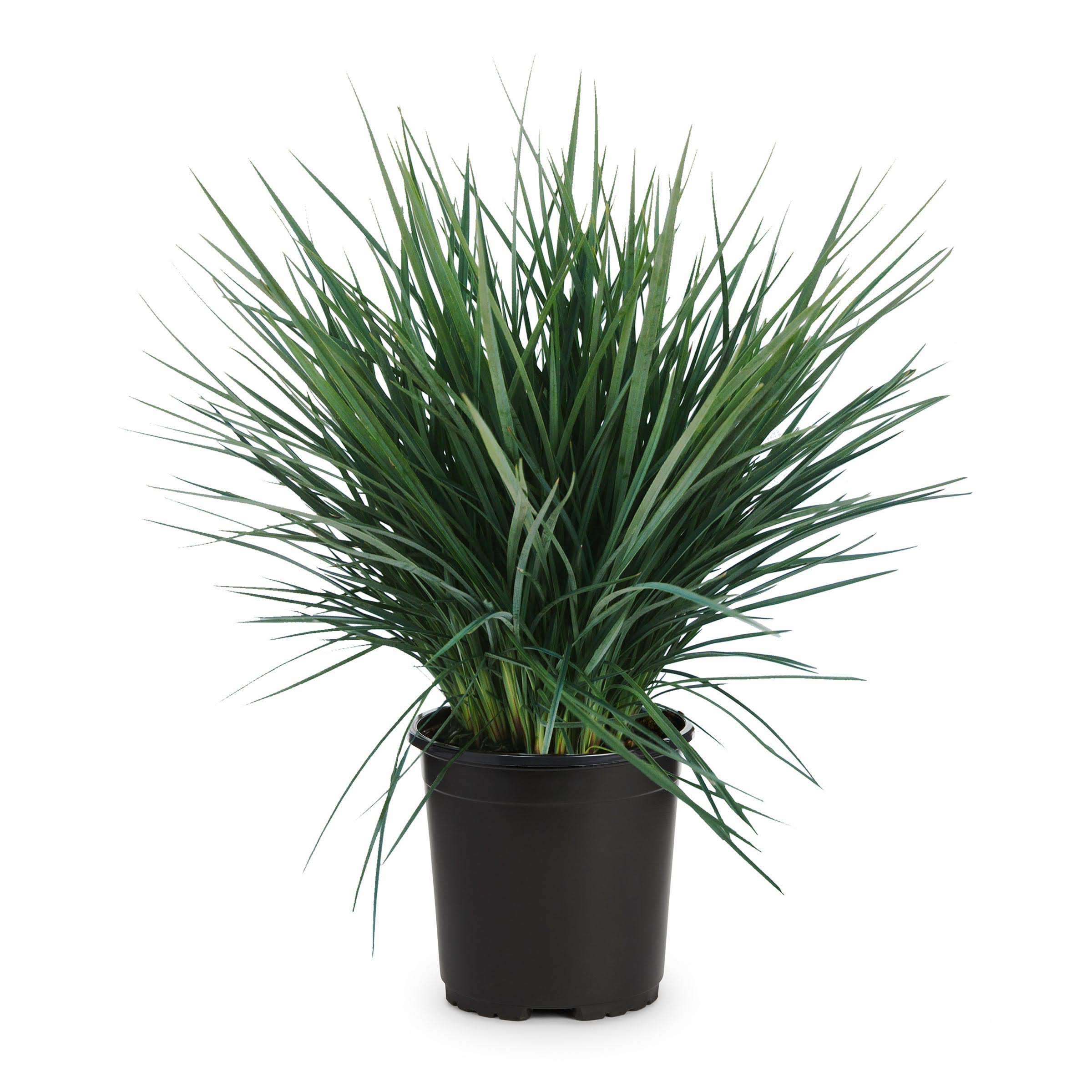 Lowe's Green Feather Falls Foundation/Hedge Shrub in 2.5-Quart Pot | Nursery