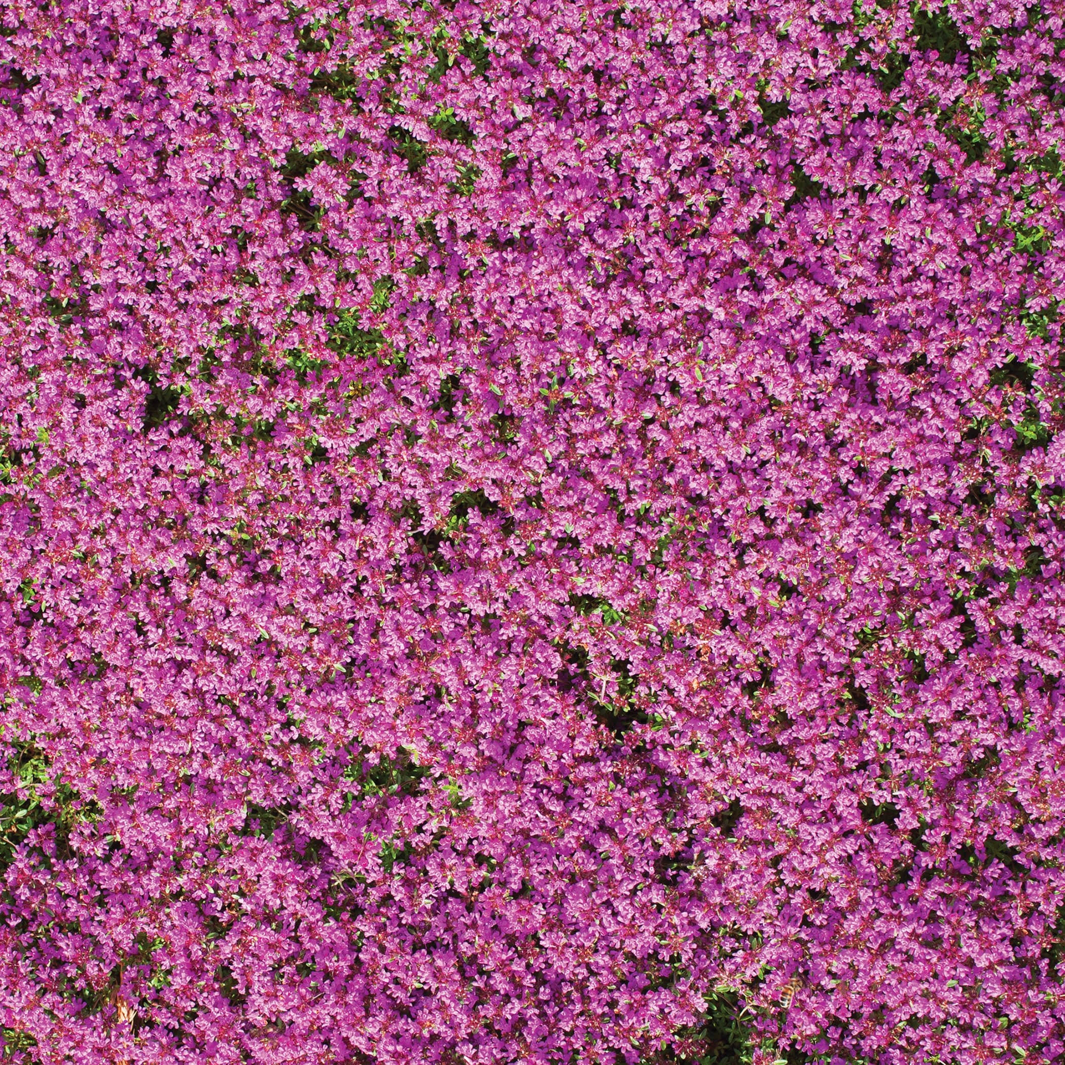 Flower Mat, Ground Cover, Creeping Thyme