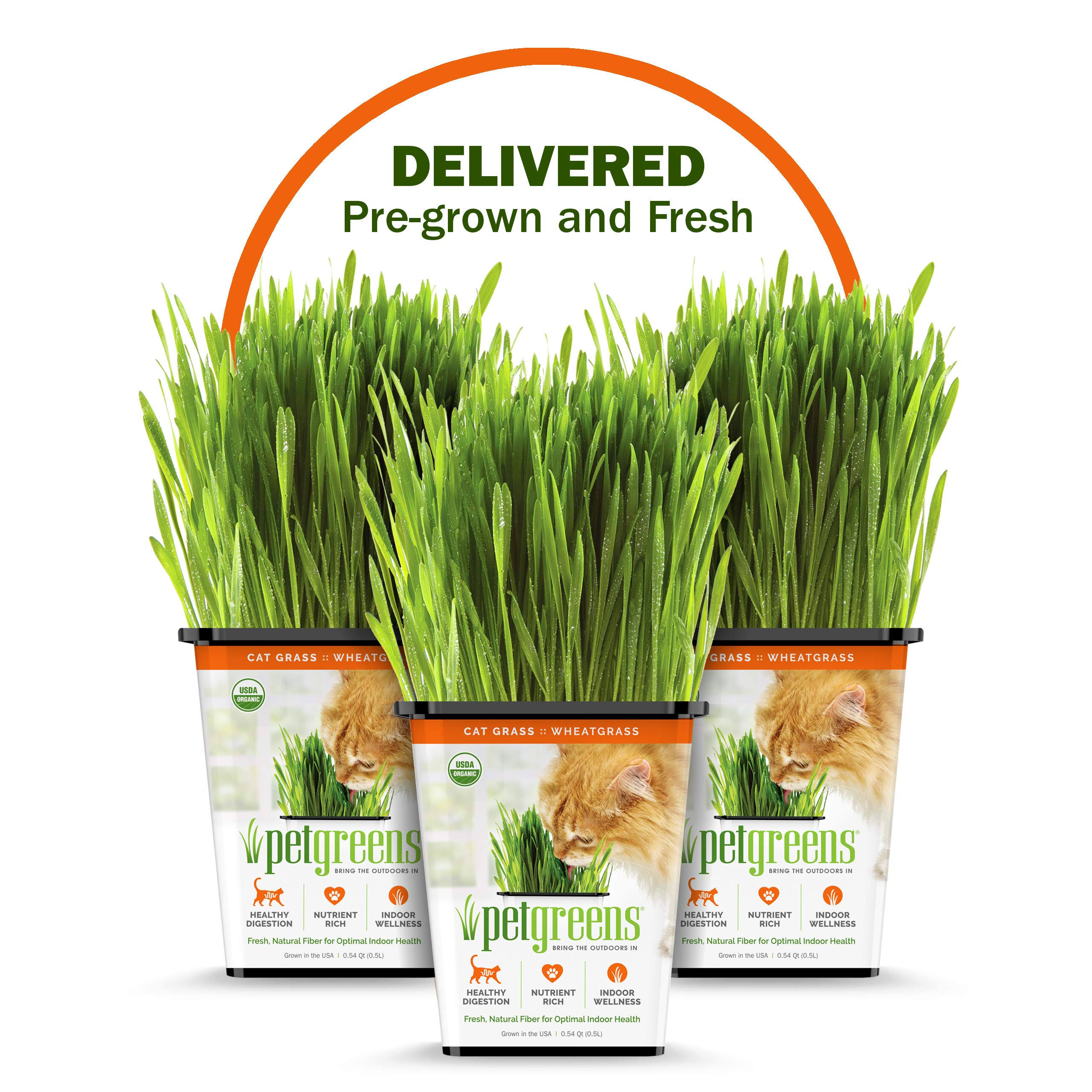 Pet Grass Fresh Cat Grass Delivery Whisker Greens Comes Grown and Fresh to Your Door!