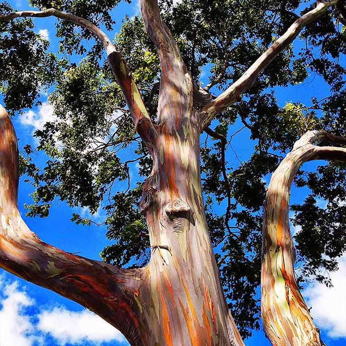 Rainbow Eucalyptus Tree, 4-5 ft. No Shipping To AZ,OR(4-5 ft)