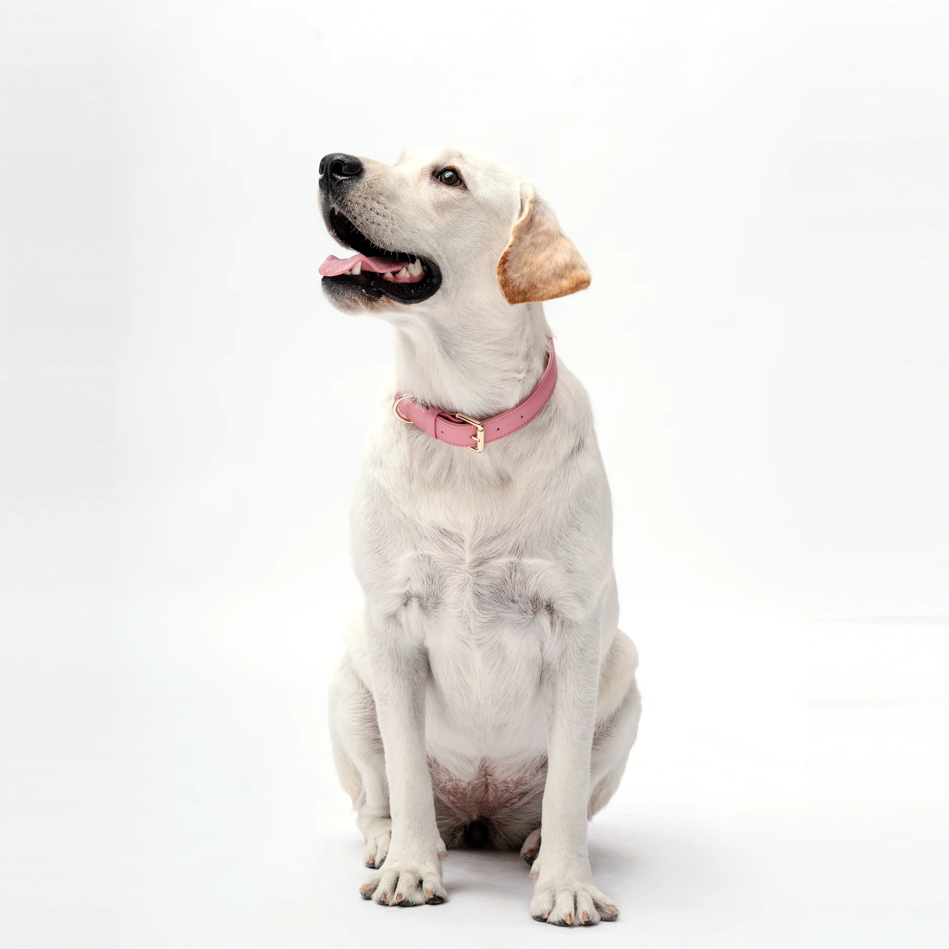 Collar - Baby Pink